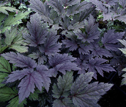 Cimicifuga ramosa Brunette — photo 3